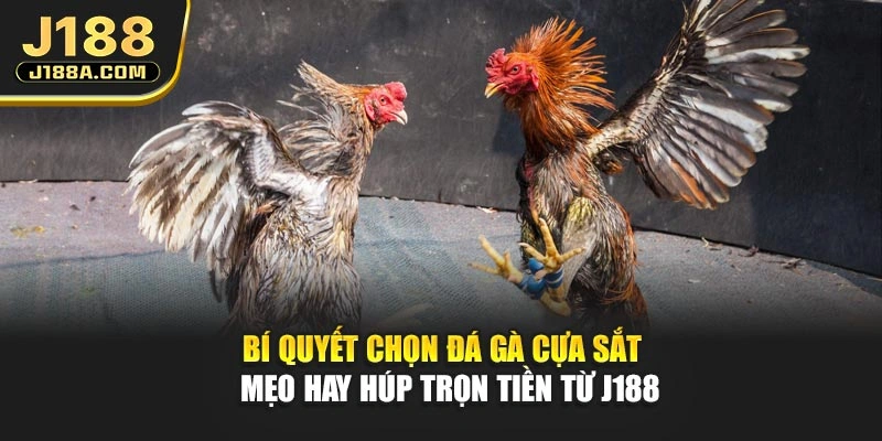 Bí Quyết Chọn Đá Gà Cựa Sắt - Mẹo Hay Húp Trọn Tiền Từ J188
