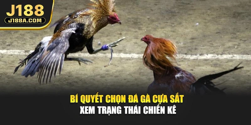 Bí quyết chọn đá gà cựa sắt xem trạng thái chiến kê