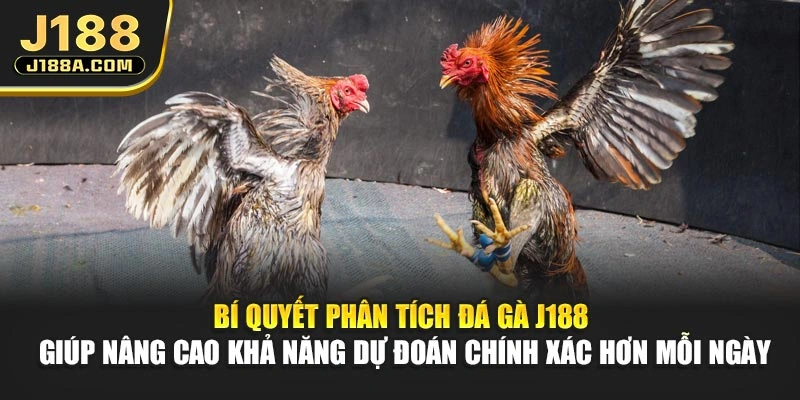 Bí quyết phân tích đá gà J188 giúp nâng cao khả năng dự đoán chính xác hơn mỗi ngày