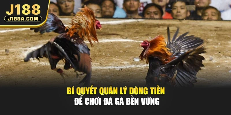 Bí quyết quản lý dòng tiền để chơi đá gà bền vững