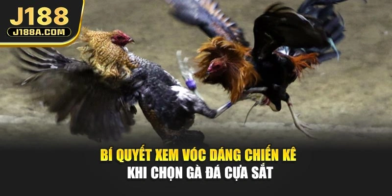 Bí quyết xem vóc dáng chiến kê khi chọn gà đá cựa sắt