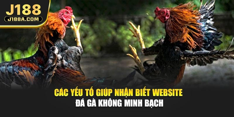 Các yếu tố giúp nhận biết website đá gà không minh bạch