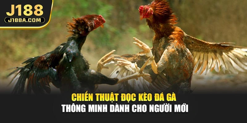 Chiến thuật đọc kèo đá gà thông minh dành cho người mới