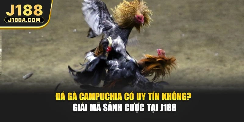 Đá Gà Campuchia Có Uy Tín Không? Giải Mã Sảnh Cược Tại J188