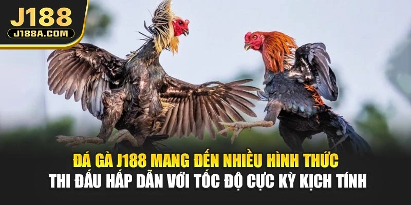 Đá gà J188 mang đến nhiều hình thức thi đấu hấp dẫn với tốc độ cực kỳ kịch tính