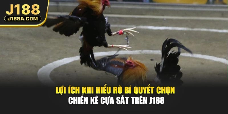 Lợi ích khi hiểu rõ bí quyết chọn chiến kê cựa sắt trên J188