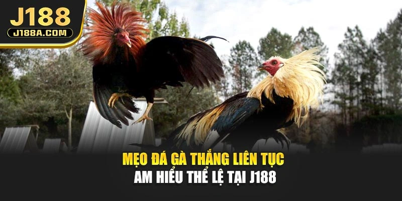 Mẹo đá gà thắng liên tục am hiểu thể lệ tại J188