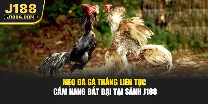 Mẹo Đá Gà Thắng Liên Tục - Cẩm Nang Bất Bại Tại Sảnh J188