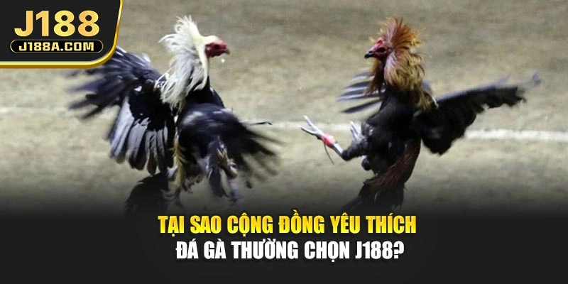 Tại sao cộng đồng yêu thích đá gà thường chọn J188?