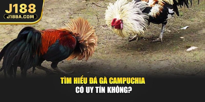 Tìm hiểu đá gà campuchia có uy tín không?